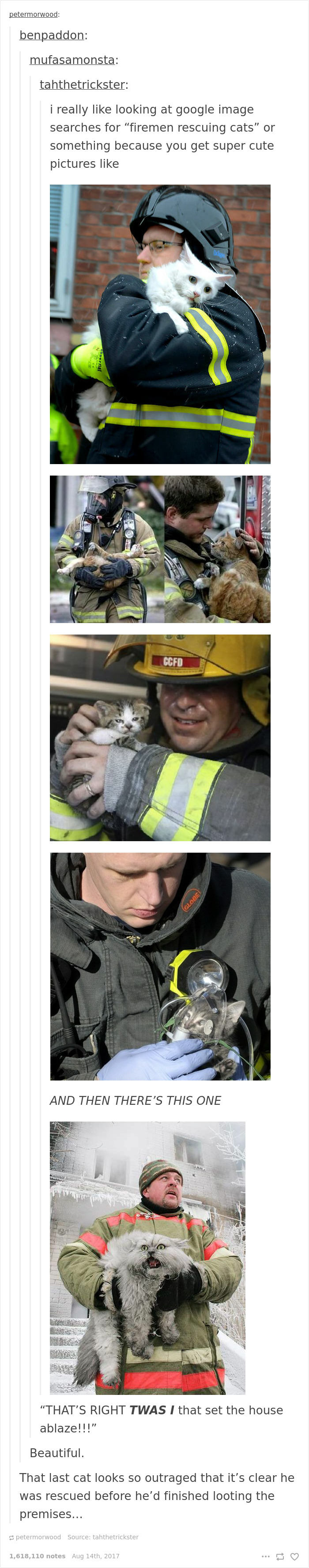 136 Cat Posts On Tumblr That Are Impossible Not To Laugh At