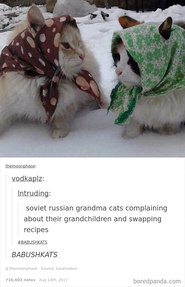 136 Cat Posts On Tumblr That Are Impossible Not To Laugh At