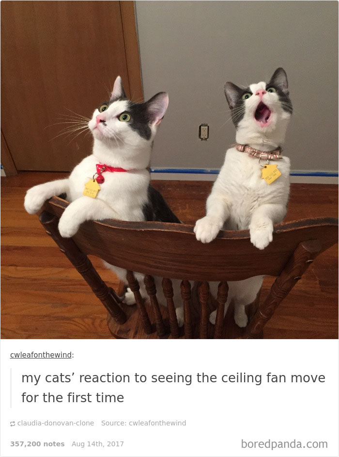 136 Cat Posts On Tumblr That Are Impossible Not To Laugh At