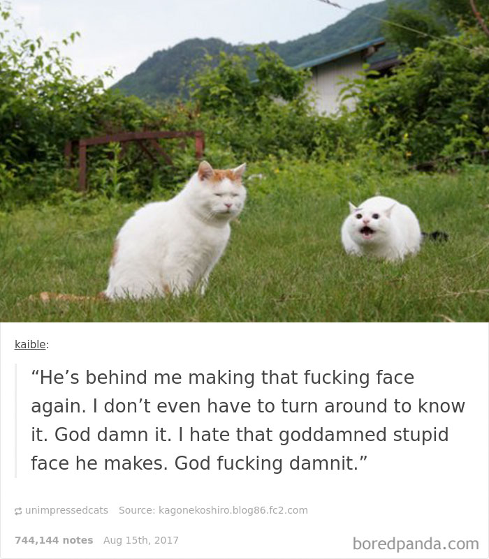 136 Cat Posts On Tumblr That Are Impossible Not To Laugh At