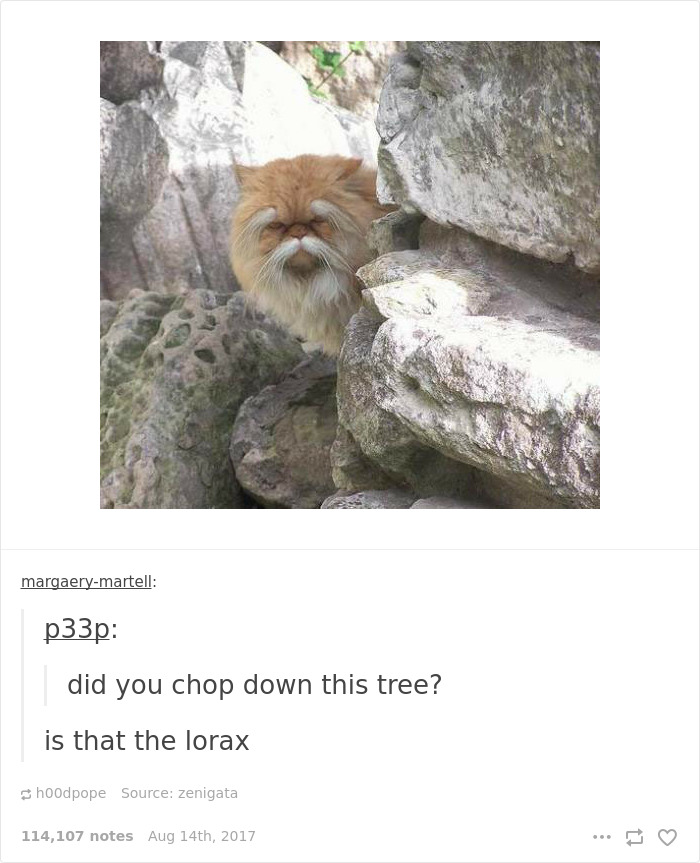 136 Cat Posts On Tumblr That Are Impossible Not To Laugh At