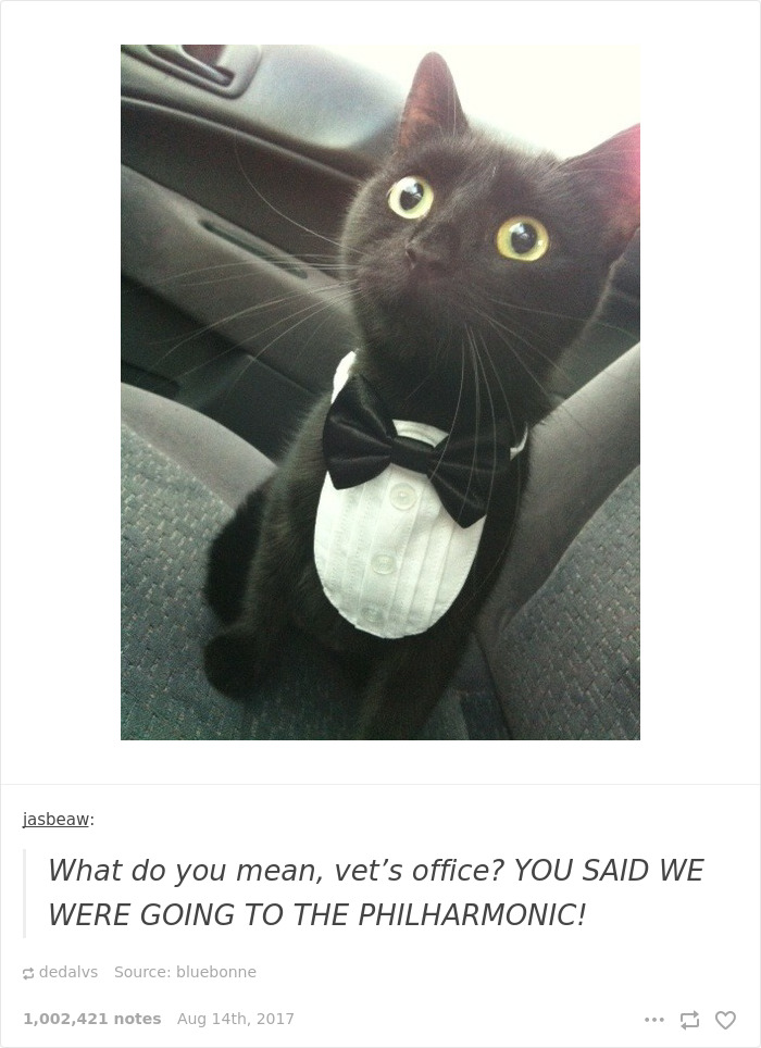 136 Cat Posts On Tumblr That Are Impossible Not To Laugh At