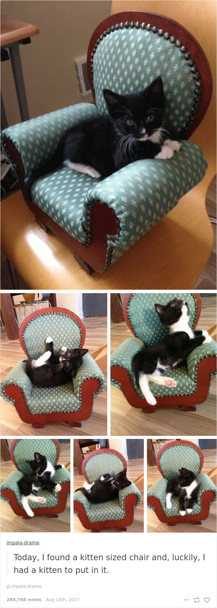 136 Cat Posts On Tumblr That Are Impossible Not To Laugh At