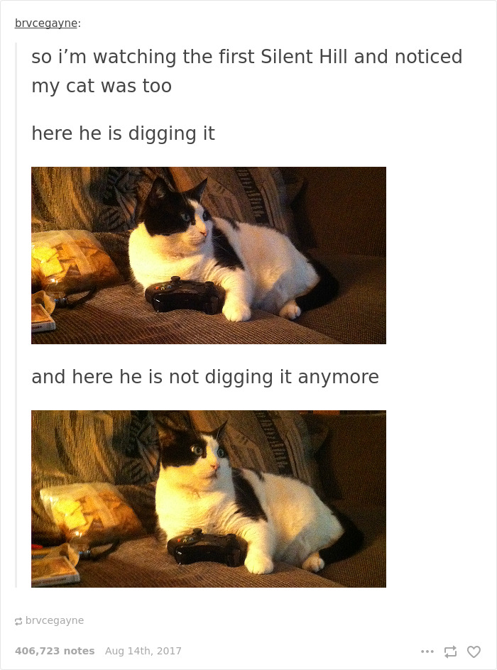 136 Cat Posts On Tumblr That Are Impossible Not To Laugh At