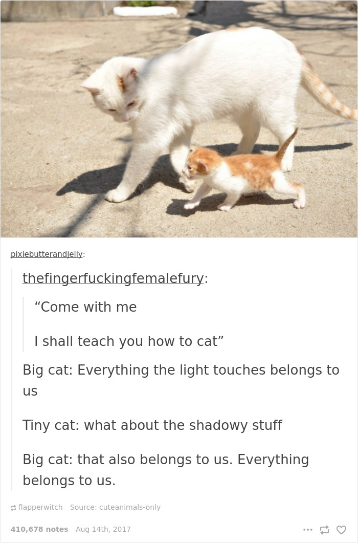 136 Cat Posts On Tumblr That Are Impossible Not To Laugh At