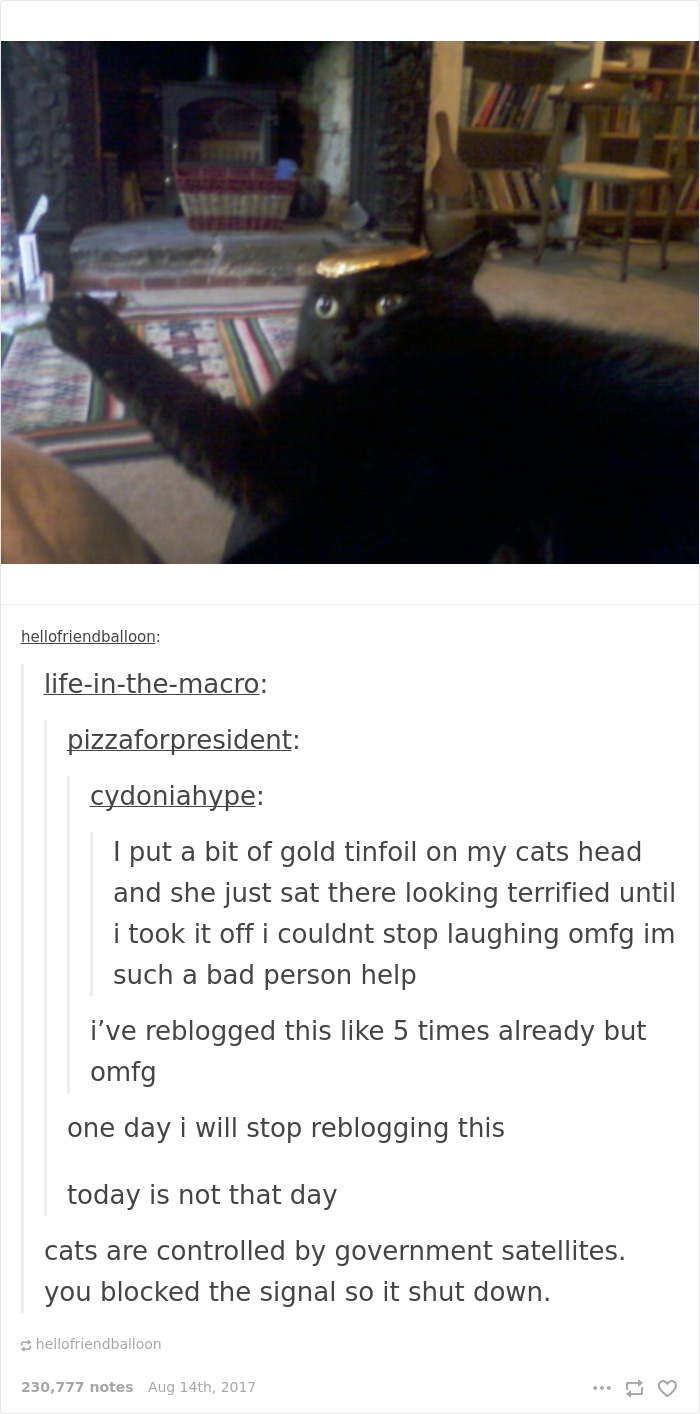 136 Cat Posts On Tumblr That Are Impossible Not To Laugh At