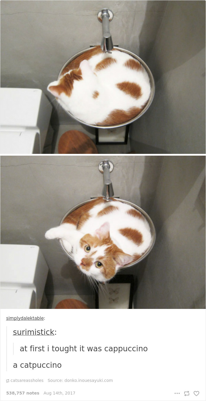 136 Cat Posts On Tumblr That Are Impossible Not To Laugh At