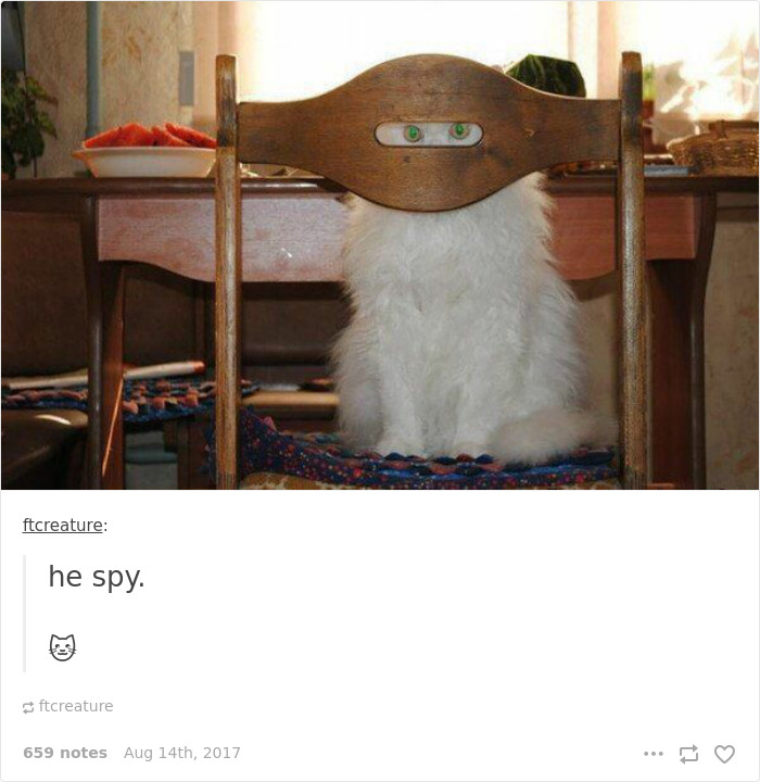136 Cat Posts On Tumblr That Are Impossible Not To Laugh At