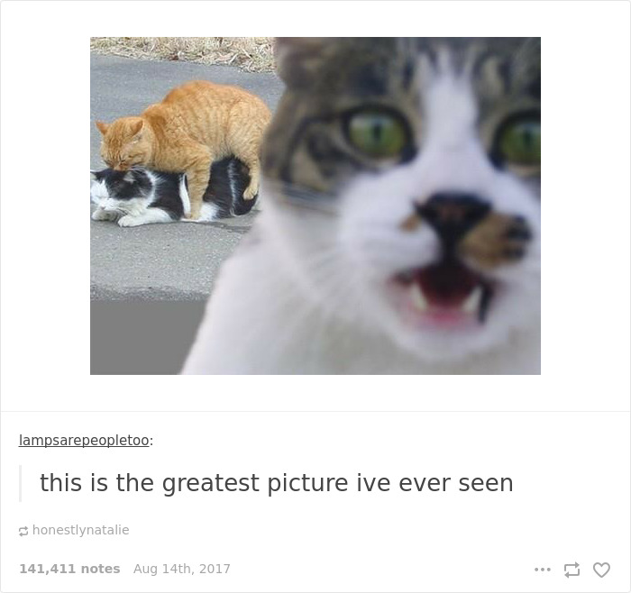 136 Cat Posts On Tumblr That Are Impossible Not To Laugh At