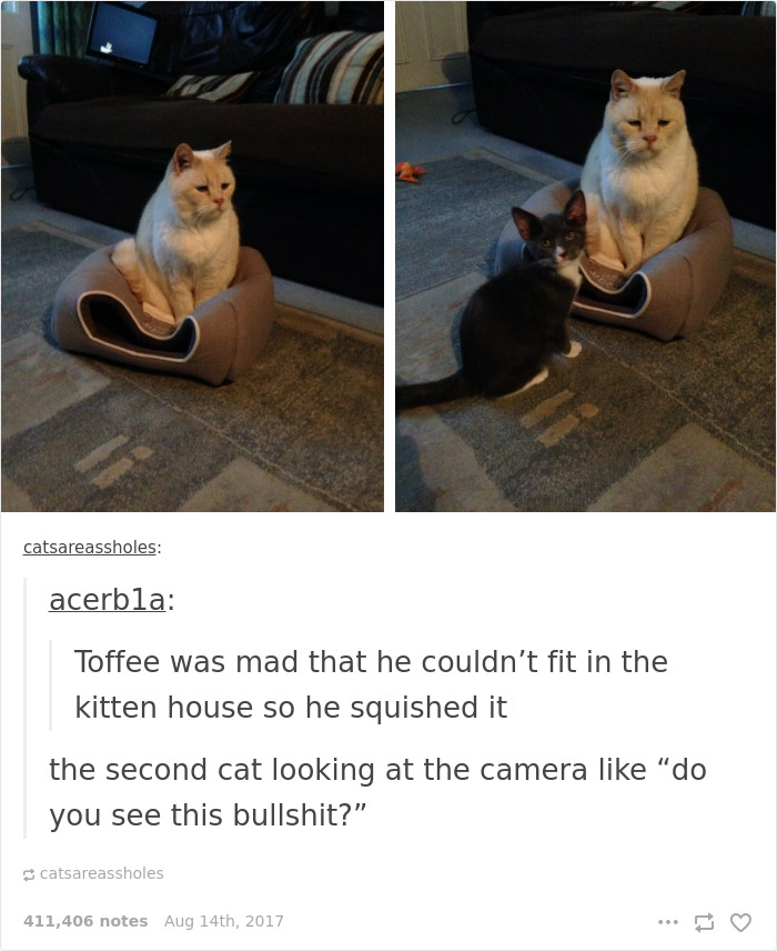 136 Cat Posts On Tumblr That Are Impossible Not To Laugh At
