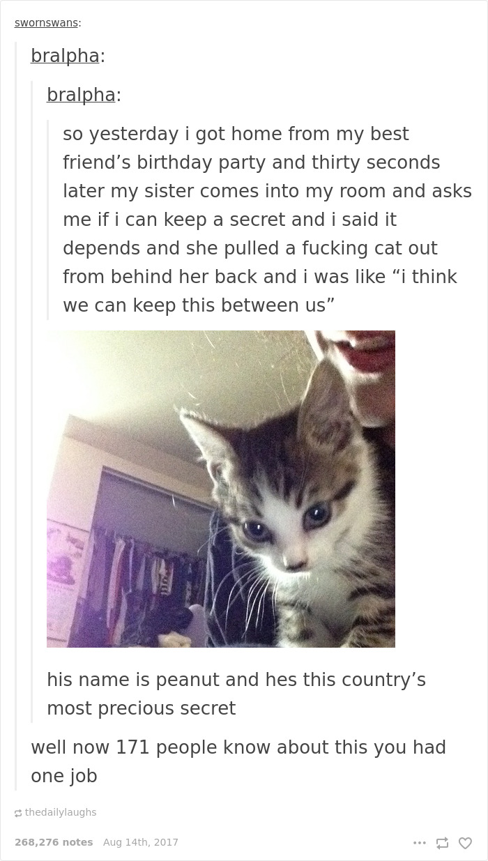 136 Cat Posts On Tumblr That Are Impossible Not To Laugh At