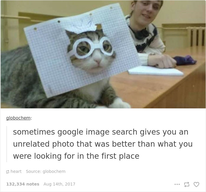 136 Cat Posts On Tumblr That Are Impossible Not To Laugh At