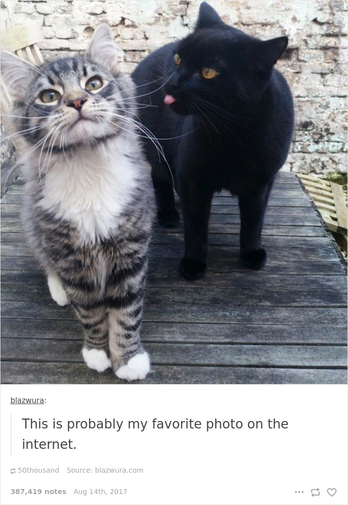 136 Cat Posts On Tumblr That Are Impossible Not To Laugh At