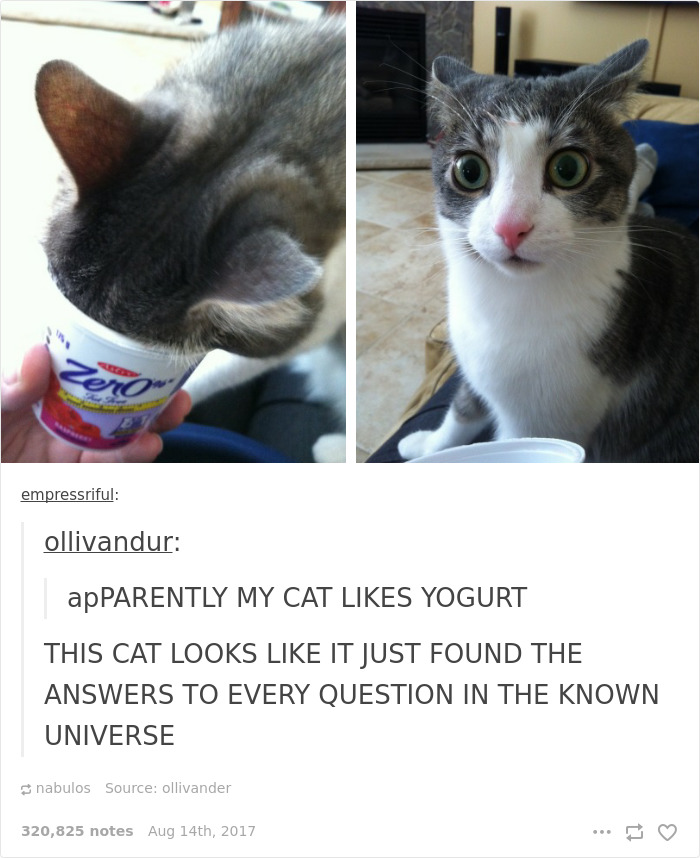 136 Cat Posts On Tumblr That Are Impossible Not To Laugh At