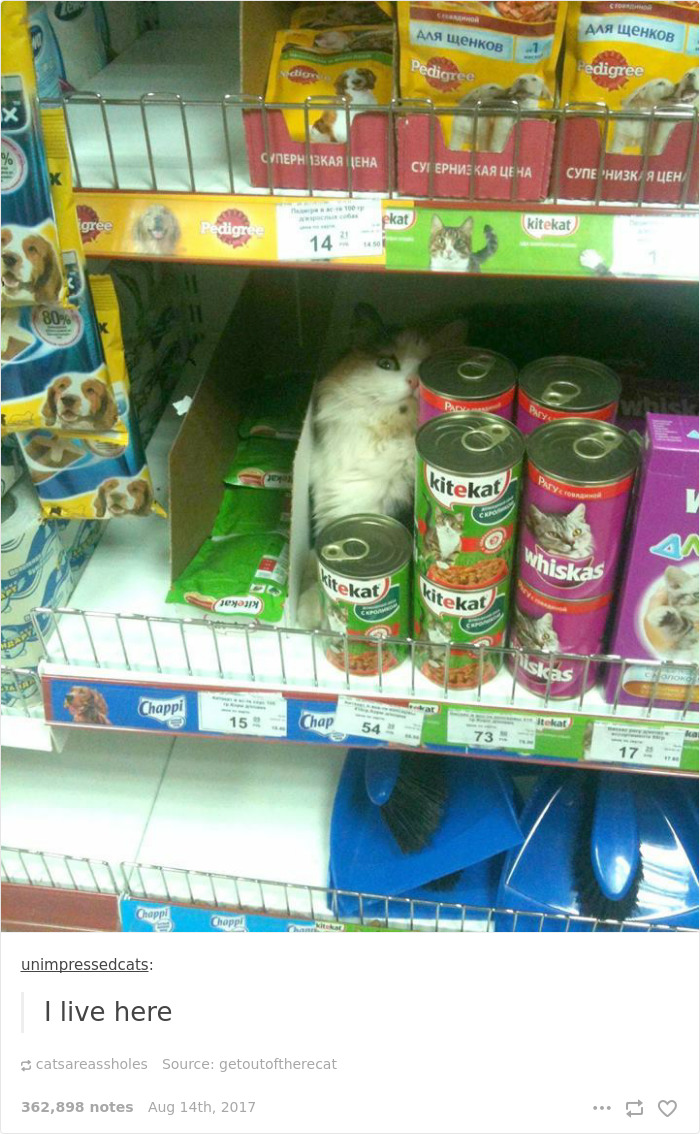 136 Cat Posts On Tumblr That Are Impossible Not To Laugh At