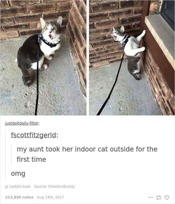 136 Cat Posts On Tumblr That Are Impossible Not To Laugh At