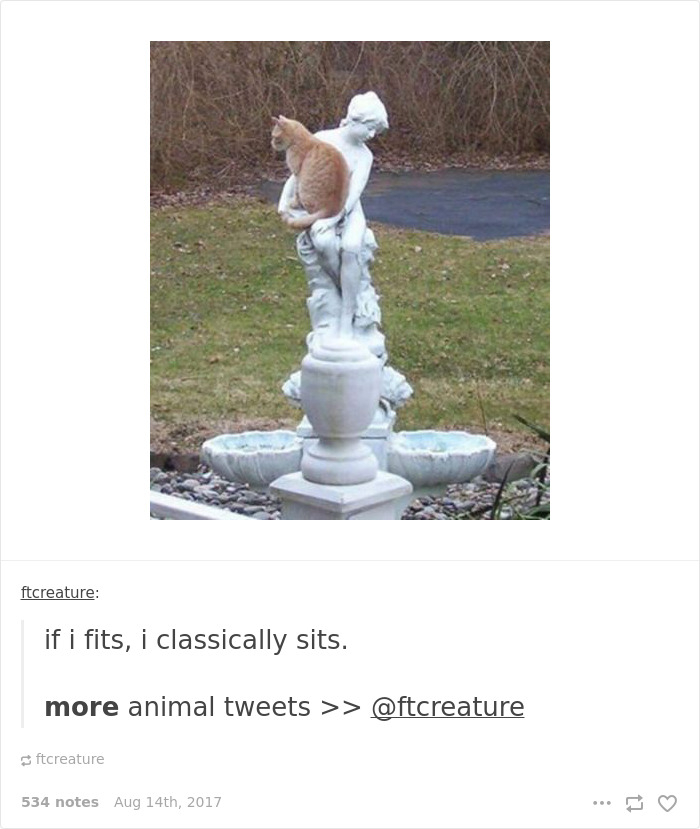 136 Cat Posts On Tumblr That Are Impossible Not To Laugh At