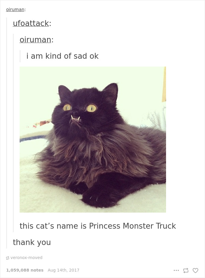136 Cat Posts On Tumblr That Are Impossible Not To Laugh At