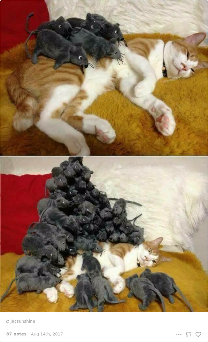 136 Cat Posts On Tumblr That Are Impossible Not To Laugh At