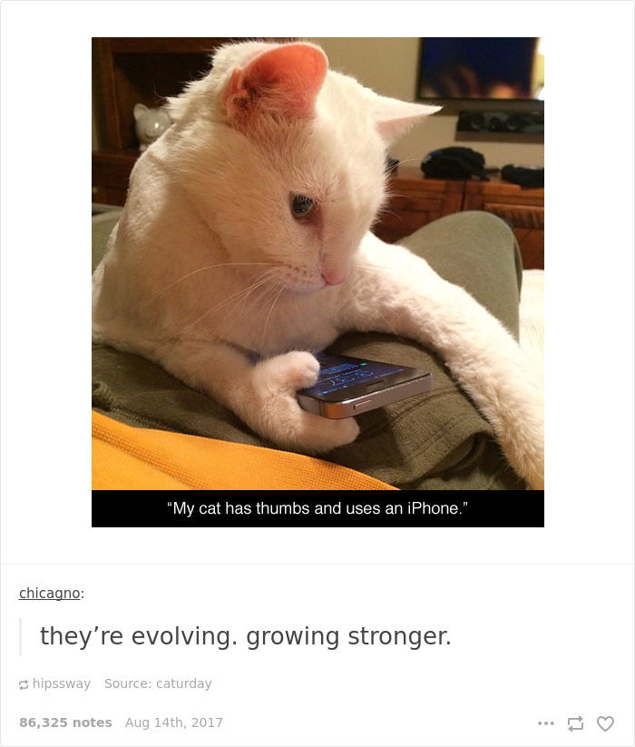 136 Cat Posts On Tumblr That Are Impossible Not To Laugh At