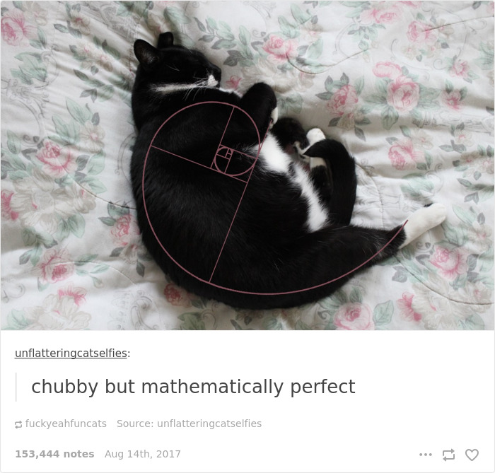 136 Cat Posts On Tumblr That Are Impossible Not To Laugh At