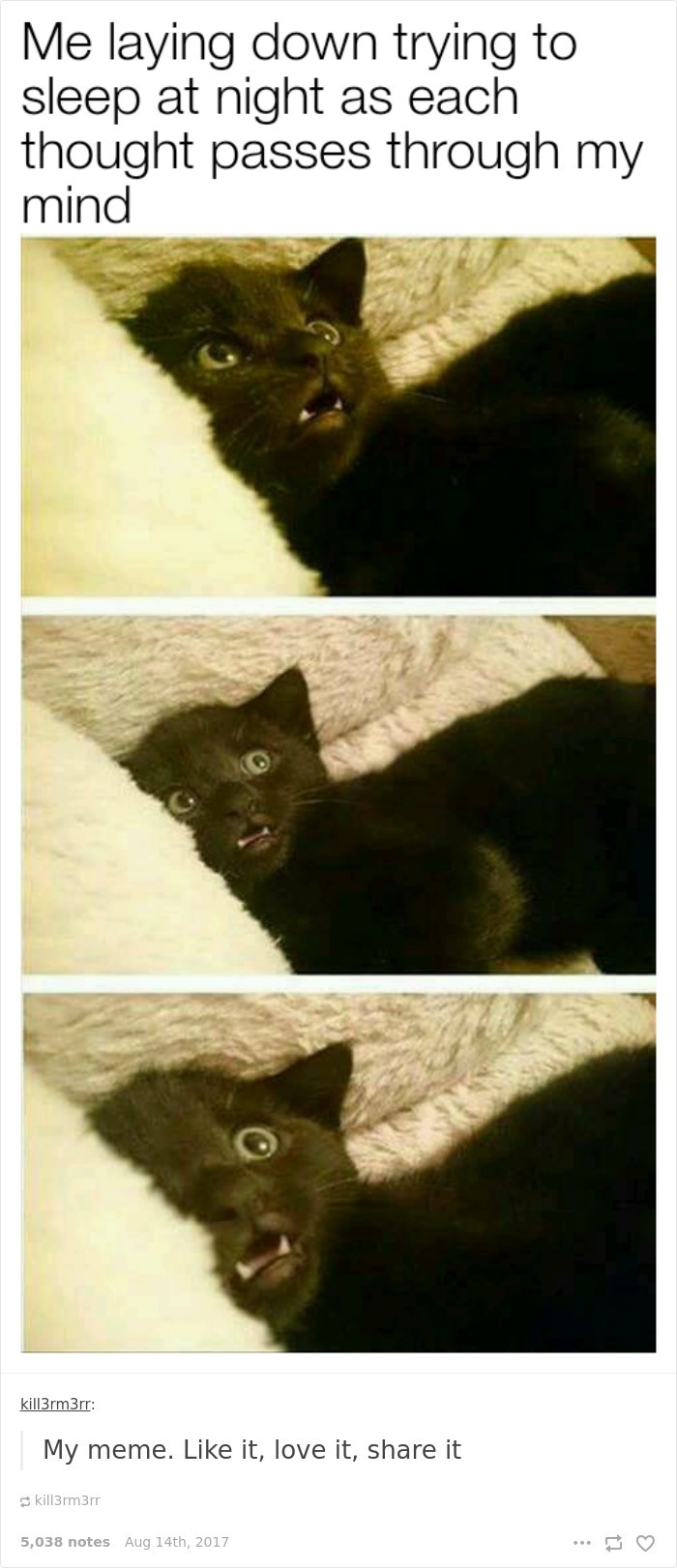 136 Cat Posts On Tumblr That Are Impossible Not To Laugh At