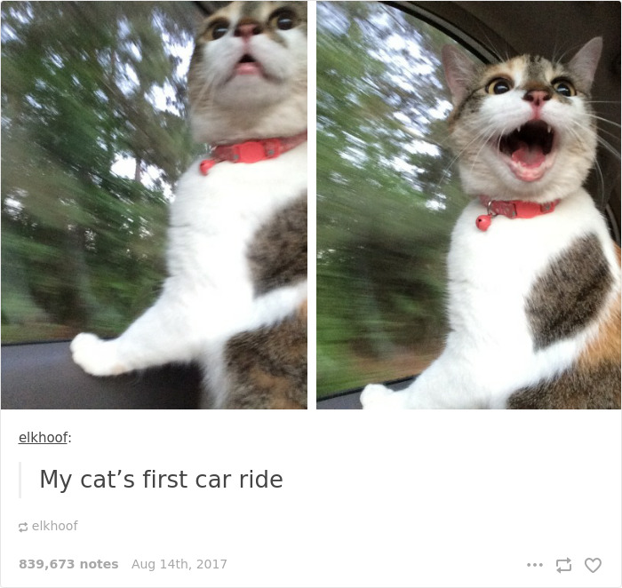 136 Cat Posts On Tumblr That Are Impossible Not To Laugh At
