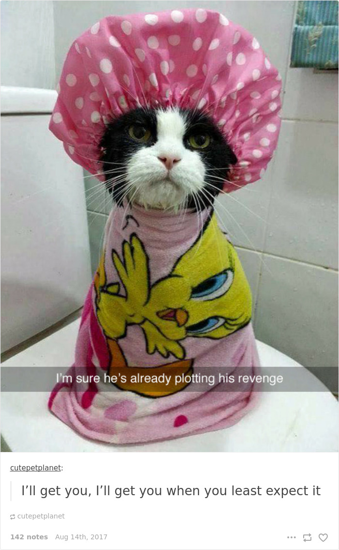 136 Cat Posts On Tumblr That Are Impossible Not To Laugh At