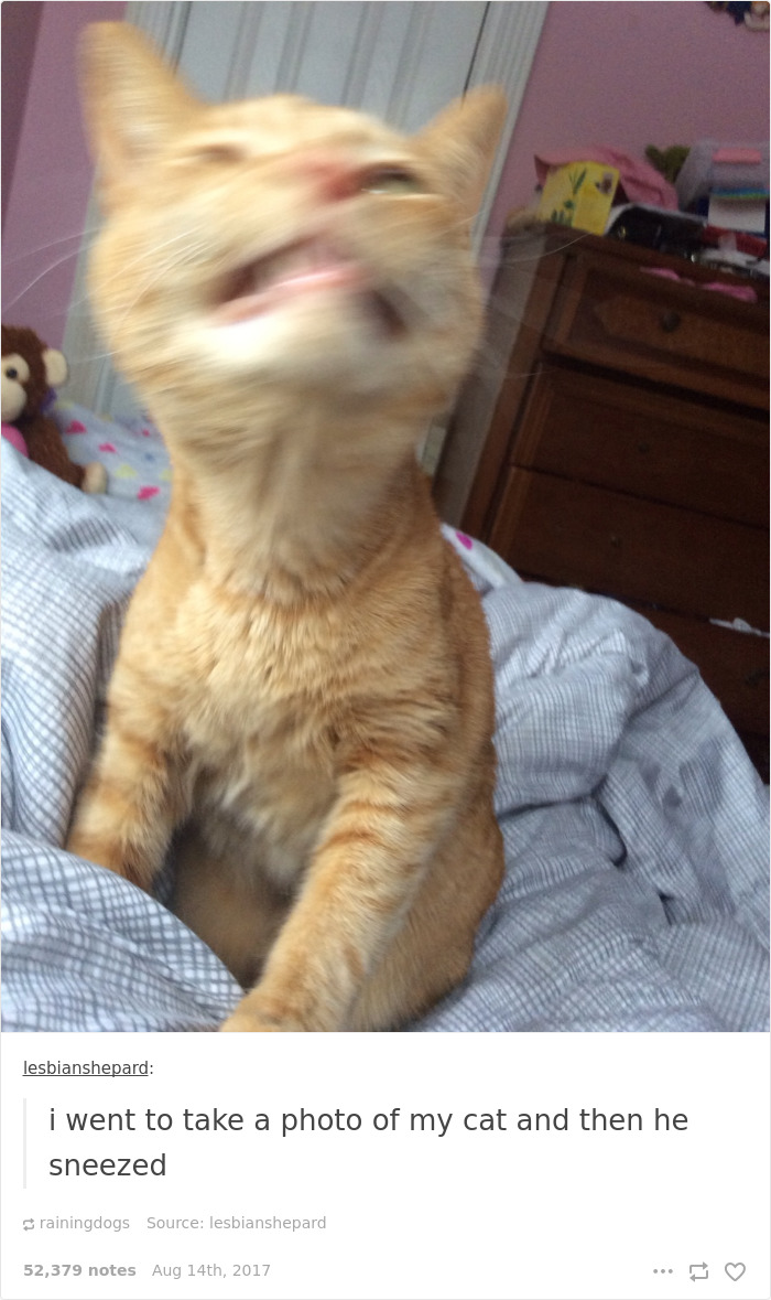 136 Cat Posts On Tumblr That Are Impossible Not To Laugh At