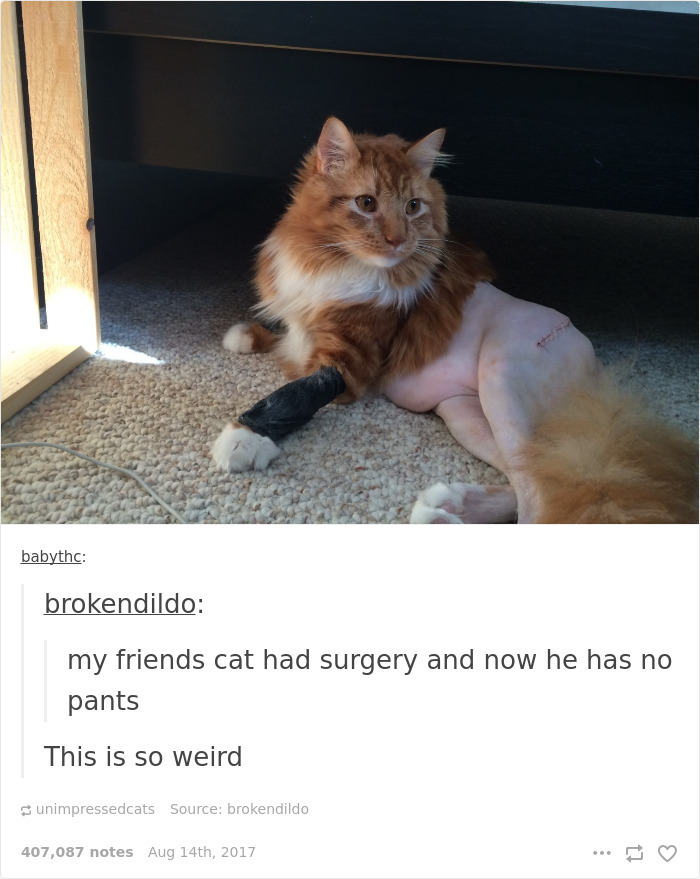 136 Cat Posts On Tumblr That Are Impossible Not To Laugh At