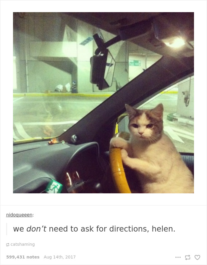 136 Cat Posts On Tumblr That Are Impossible Not To Laugh At