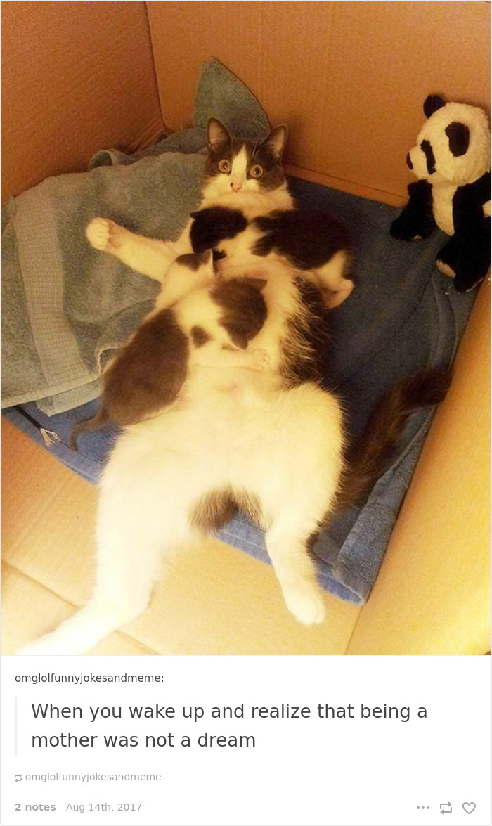 136 Cat Posts On Tumblr That Are Impossible Not To Laugh At