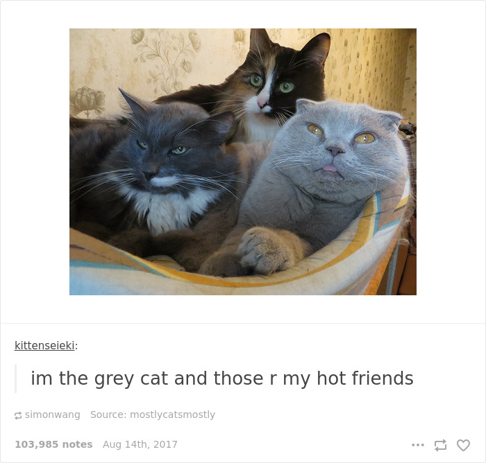 136 Cat Posts On Tumblr That Are Impossible Not To Laugh At