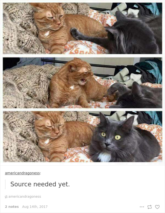 136 Cat Posts On Tumblr That Are Impossible Not To Laugh At