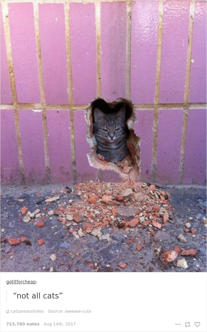 136 Cat Posts On Tumblr That Are Impossible Not To Laugh At