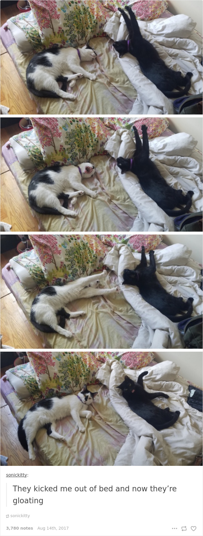 136 Cat Posts On Tumblr That Are Impossible Not To Laugh At