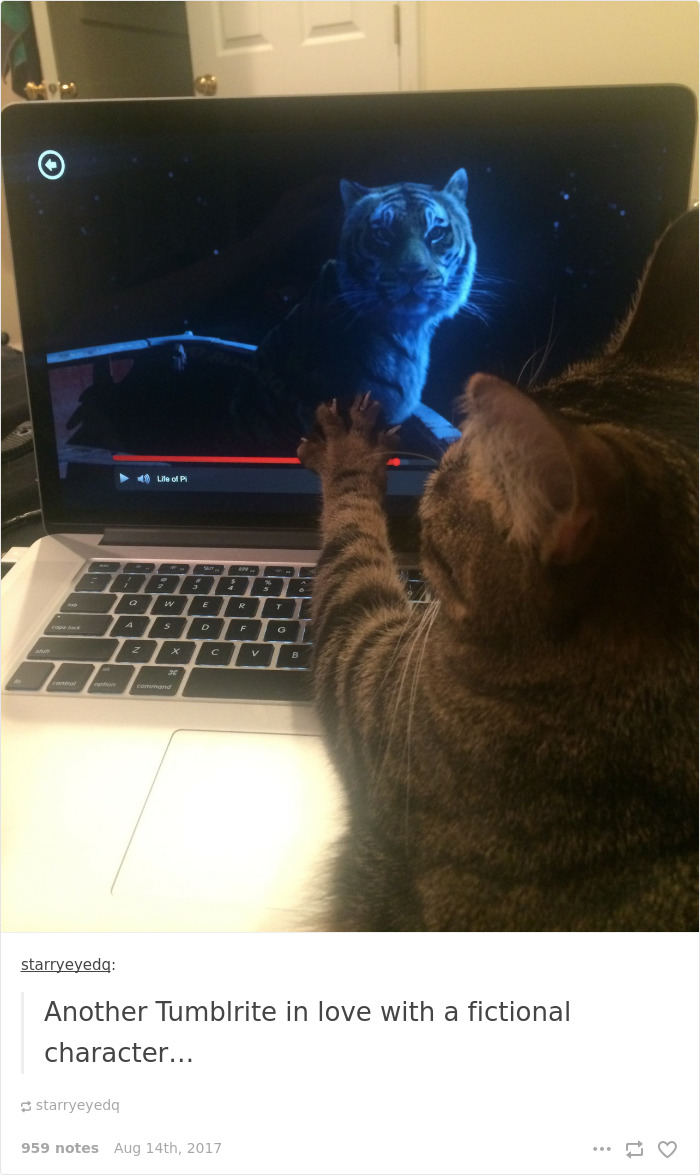 136 Cat Posts On Tumblr That Are Impossible Not To Laugh At