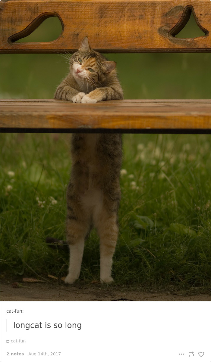 136 Cat Posts On Tumblr That Are Impossible Not To Laugh At