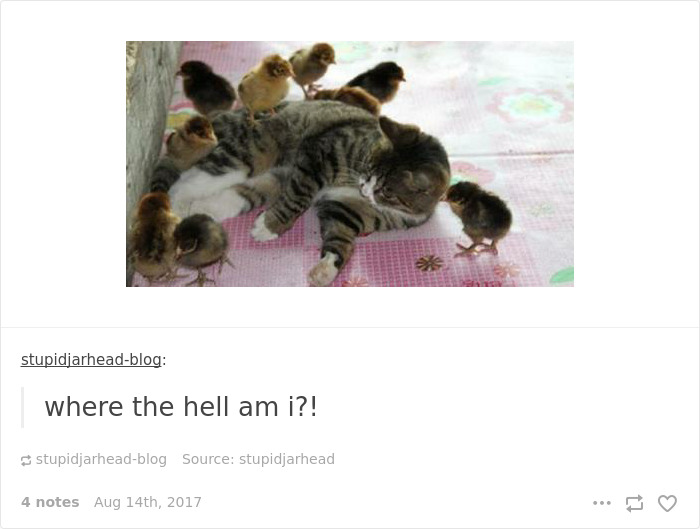 136 Cat Posts On Tumblr That Are Impossible Not To Laugh At