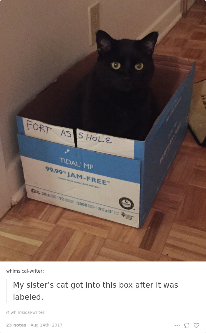 136 Cat Posts On Tumblr That Are Impossible Not To Laugh At