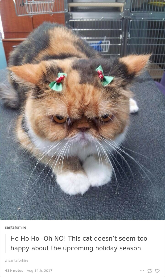 136 Cat Posts On Tumblr That Are Impossible Not To Laugh At