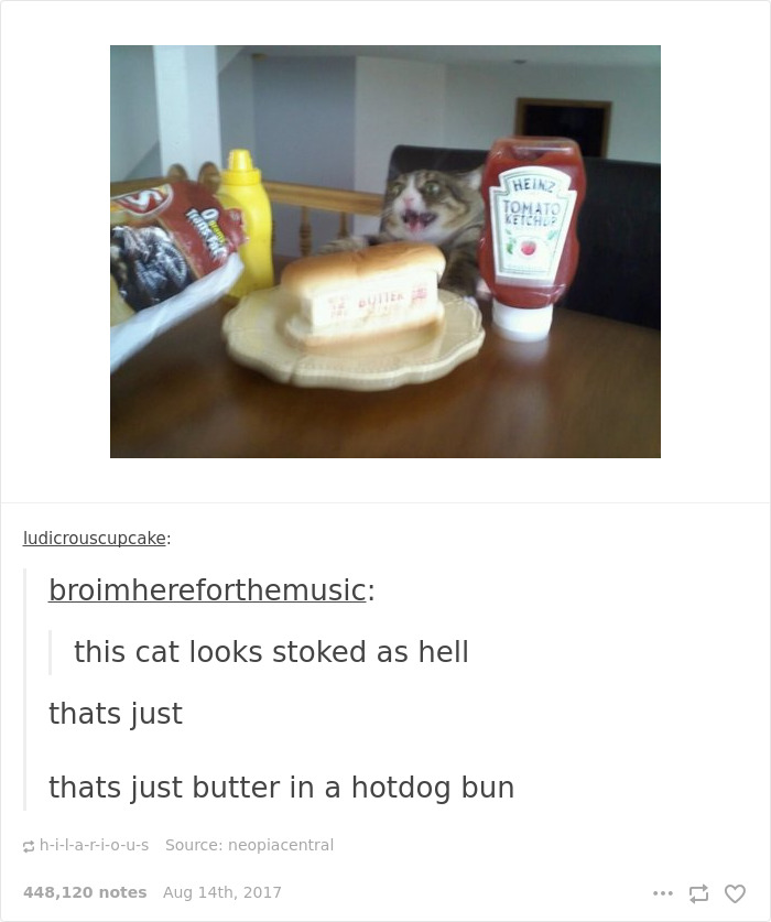 136 Cat Posts On Tumblr That Are Impossible Not To Laugh At