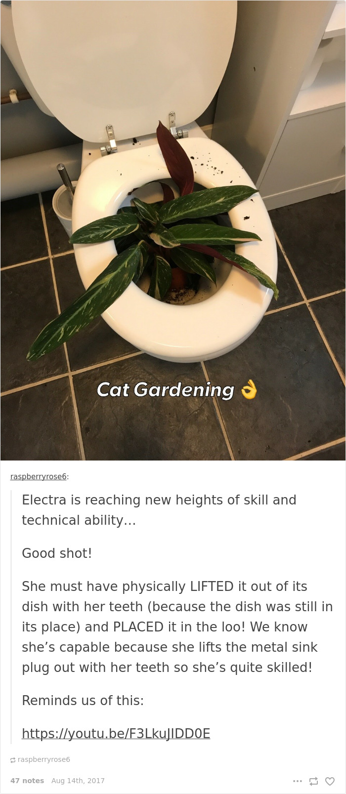 136 Cat Posts On Tumblr That Are Impossible Not To Laugh At