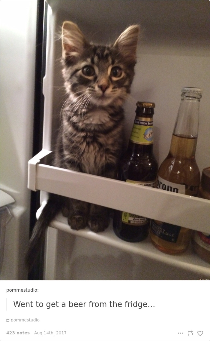 136 Cat Posts On Tumblr That Are Impossible Not To Laugh At