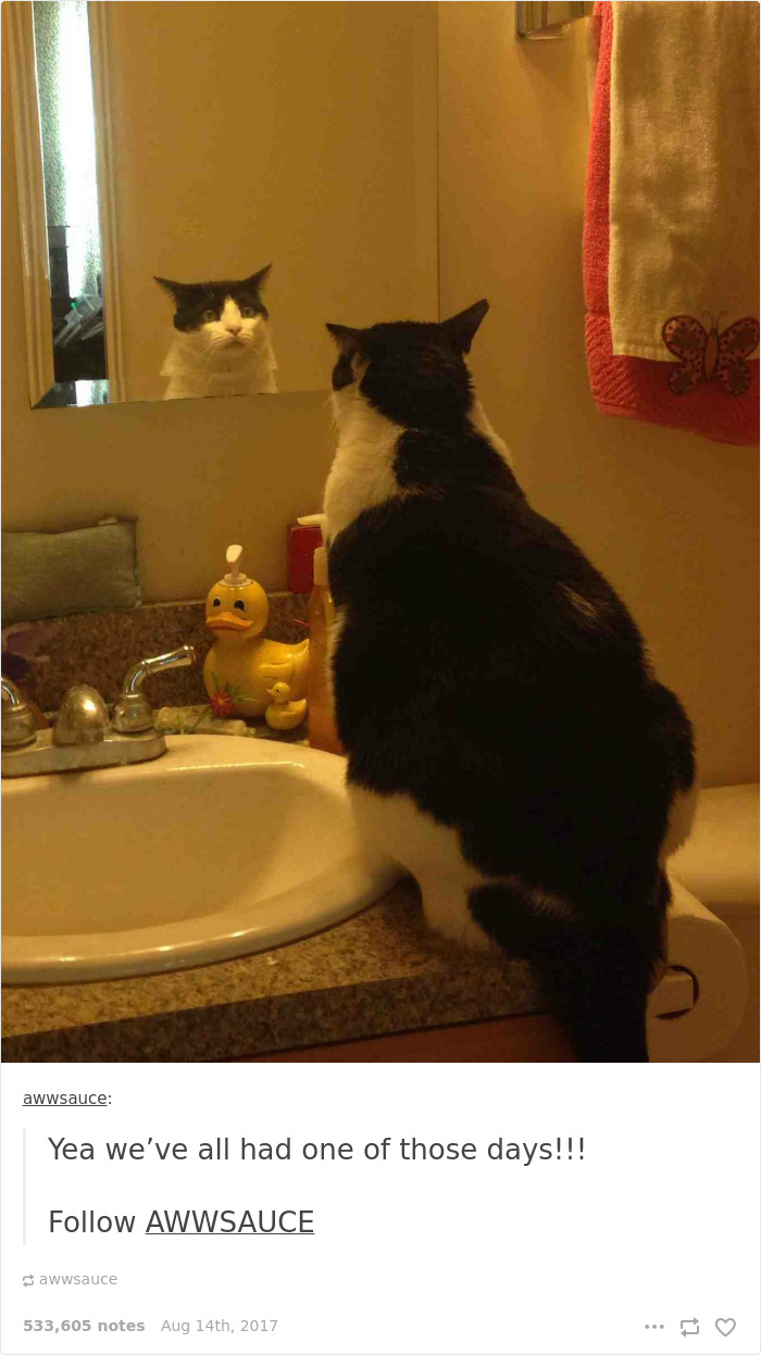 136 Cat Posts On Tumblr That Are Impossible Not To Laugh At
