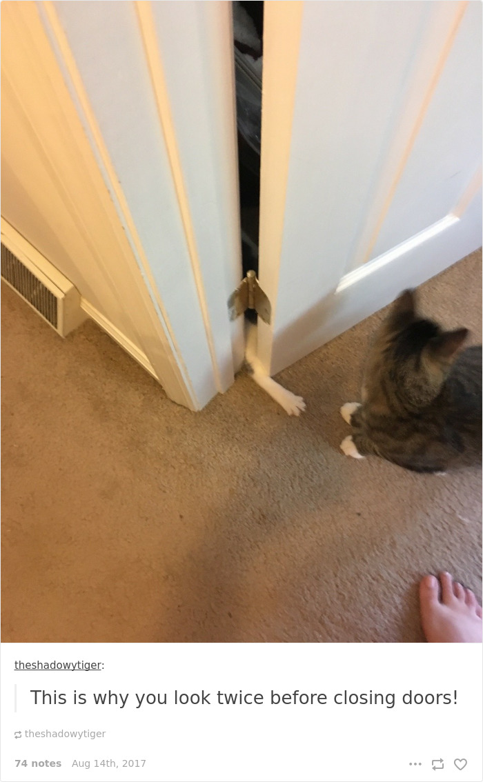 136 Cat Posts On Tumblr That Are Impossible Not To Laugh At