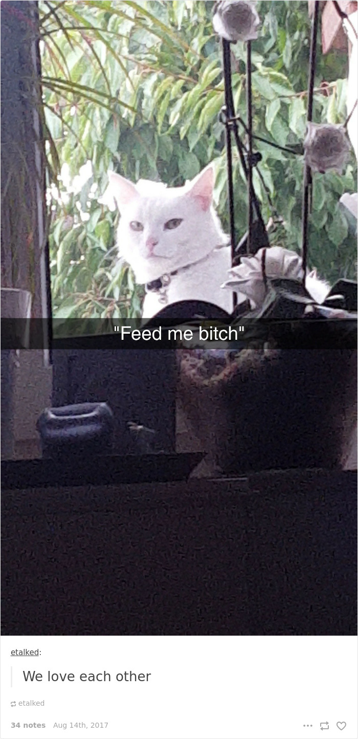 136 Cat Posts On Tumblr That Are Impossible Not To Laugh At