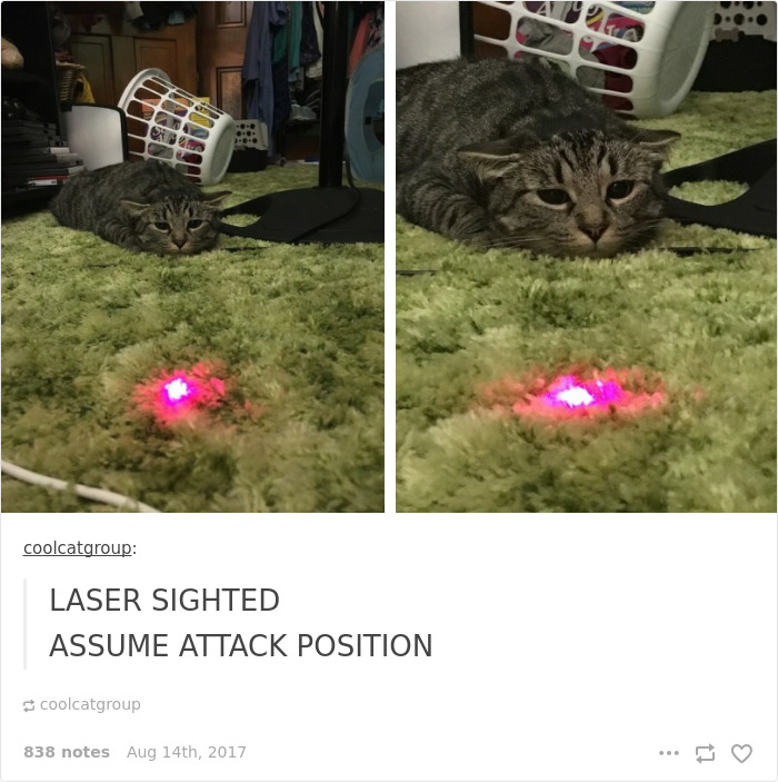 136 Cat Posts On Tumblr That Are Impossible Not To Laugh At