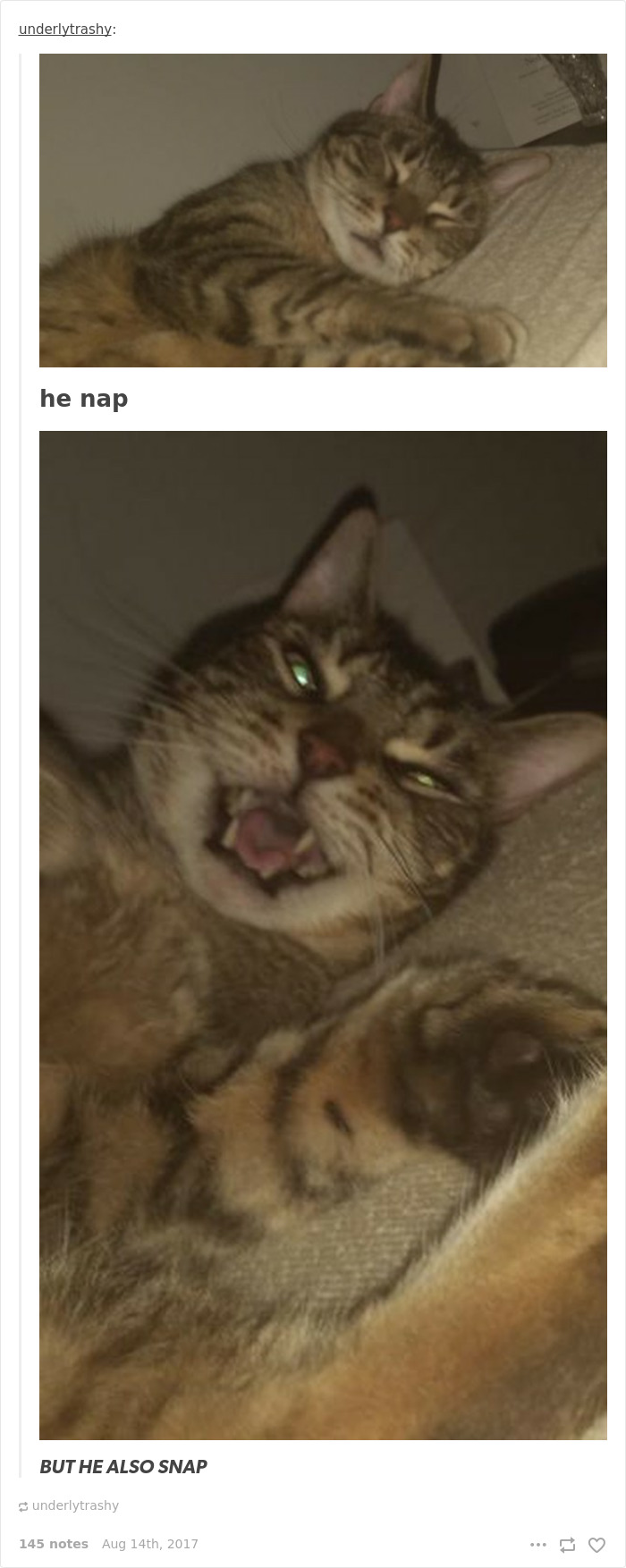 136 Cat Posts On Tumblr That Are Impossible Not To Laugh At