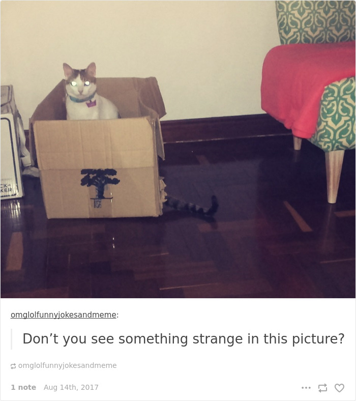 136 Cat Posts On Tumblr That Are Impossible Not To Laugh At